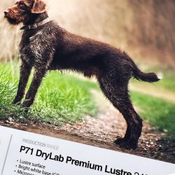 P71 Drylab Premium Lustre 240g - 210mm x 65m - x 2
